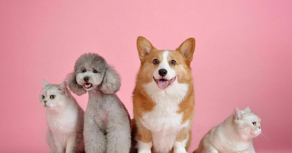 Turn Your Pet’s Photo into a VideoCustom