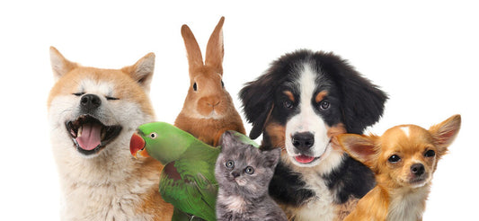 Turn Your Pet’s Photo into Art